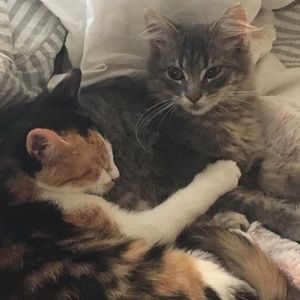 Meet your Posher, Annabelle